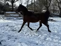 Pastuv, Arabian horse — fotografija 5