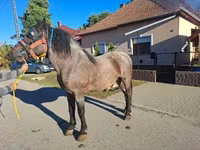 Koń, Konie — zdjęcie 2