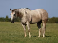 雄馬, Quarter Horse — 写真 2