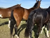 Kobyła, Dutch warmblood horse — zdjęcie 5