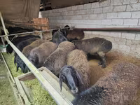Ovan, Edilbay sheep — fotografija 1