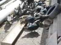 Ducks — الصورة 5