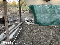 Chickens — الصورة 3