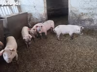 मादा सूअर, Крупная белая — फ़ोटो 3
