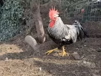 Chickens — Foto 5