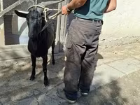 Ziegenbock, Ziegen — Foto 5