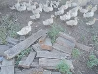 German Pekin — photo 1