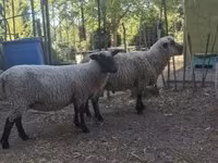 Ovan, Shroshire sheep — fotografija 4