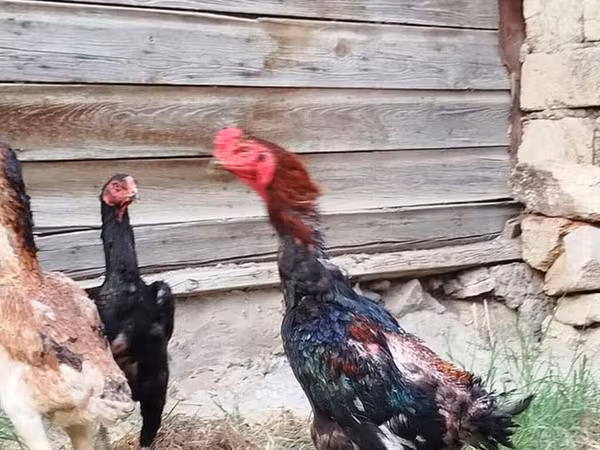 Шамо кури