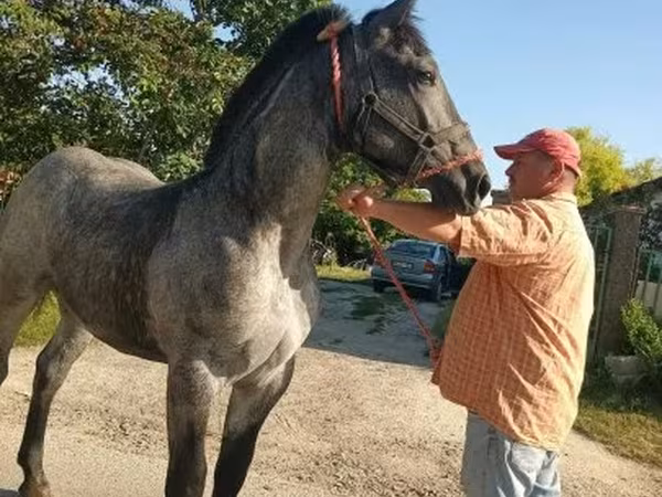 Horse (M), Horses