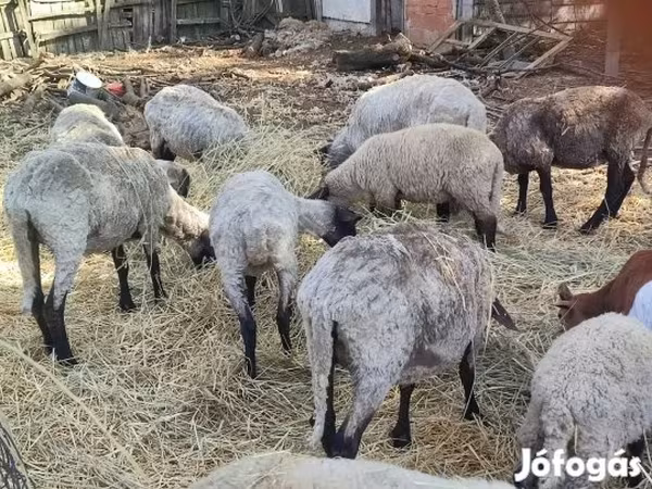 भेड़ें (लॉट, लिंग निर्दिष्ट नहीं), Cameroon sheep