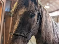 Pastuv, Palomino — fotografija 4