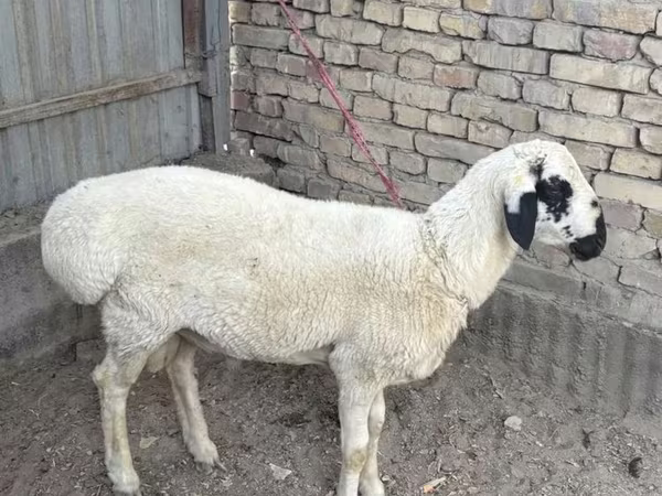 Ovan, Suffolk sheep