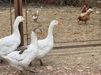 Geese — foto 3