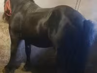 公马, Horses — 照片 1