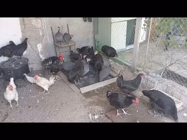 Australorp