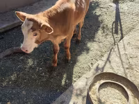 Bovins (lot, sexe non indiqué), Simmental cattle — photo 1