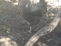 Slovenian Barred Hen — photo 3