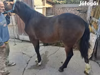 母马, Horses — 照片 7