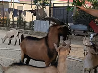 Kozioł, Alpine goat — zdjęcie 3