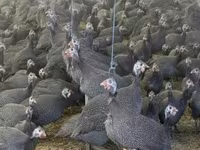 Guinea fowl — foto 1
