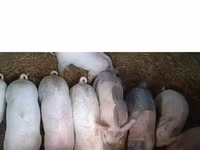 母猪, Крупная белая — 照片 2