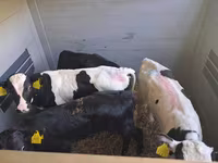 Taureau, Simmental cattle — photo 7