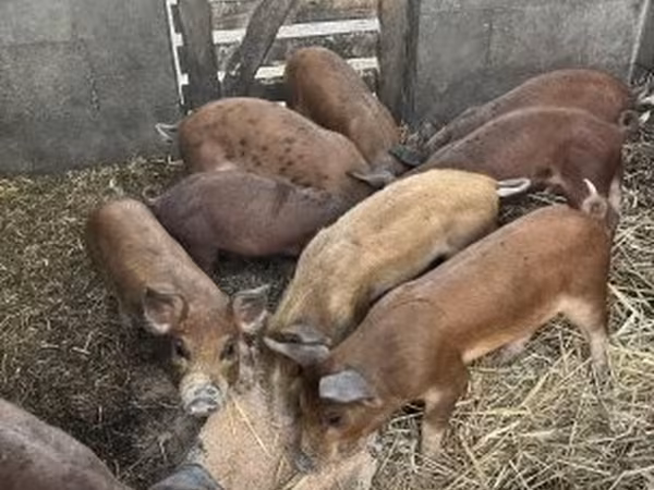 Cerdos (lote, sexo no especificado), Дюрок