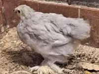Pekin-Zwerg — Foto 1