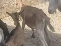 बकरा, बकरियाँ — फ़ोटो 6