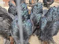 براهما — الصورة 2