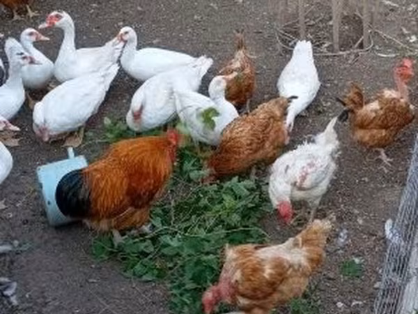 Ducks — Hongrie