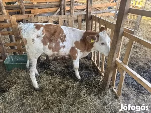 Byk, Simmental cattle — Węgry