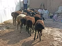 Ovce (partija, pol nije naveden), Tajik sheep — fotografija 2