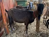 बकरी, Nubian Goat — फ़ोटो 1