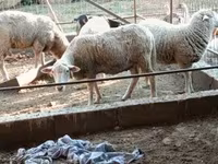 كبش, الأغنام — الصورة 7