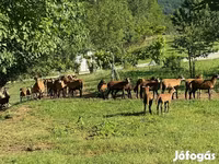 绵羊（批次，未指定性别）, Cameroon sheep — 照片 2