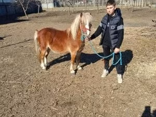 Кінь, Коні
