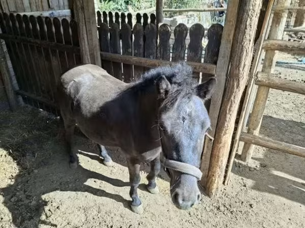 Koń, Konie