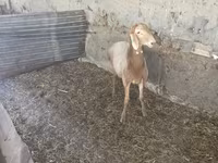 Ovan, Rhon sheep — fotografija 2