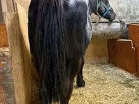 Caballo, Caballos — foto 1