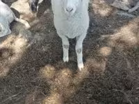 Qoç, Tsigai sheep — foto 4