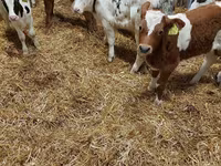 公牛, Limousin cow — 照片 1