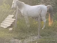 Pastuv, Azerbaijan horse — fotografija 1