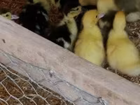 Ducks — foto 3