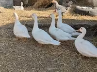 Ducks — foto 4