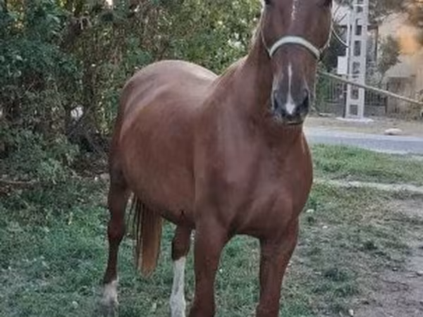 Horse (M), Kisber felver