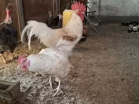 Chickens — foto 5