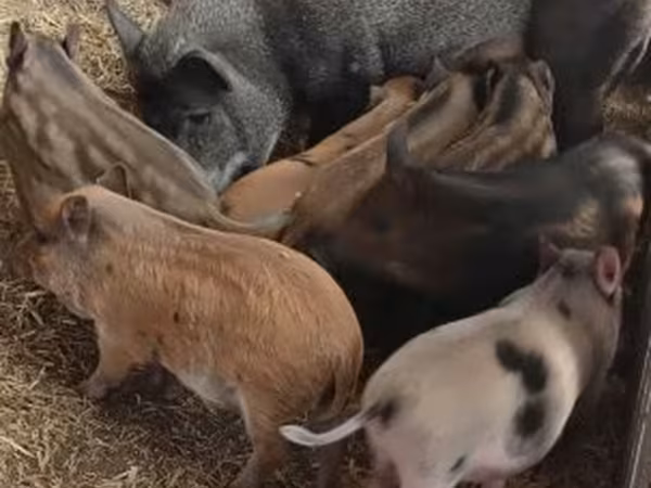 Säue, Мангалица