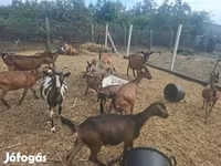 बकरा, बकरियाँ — फ़ोटो 6